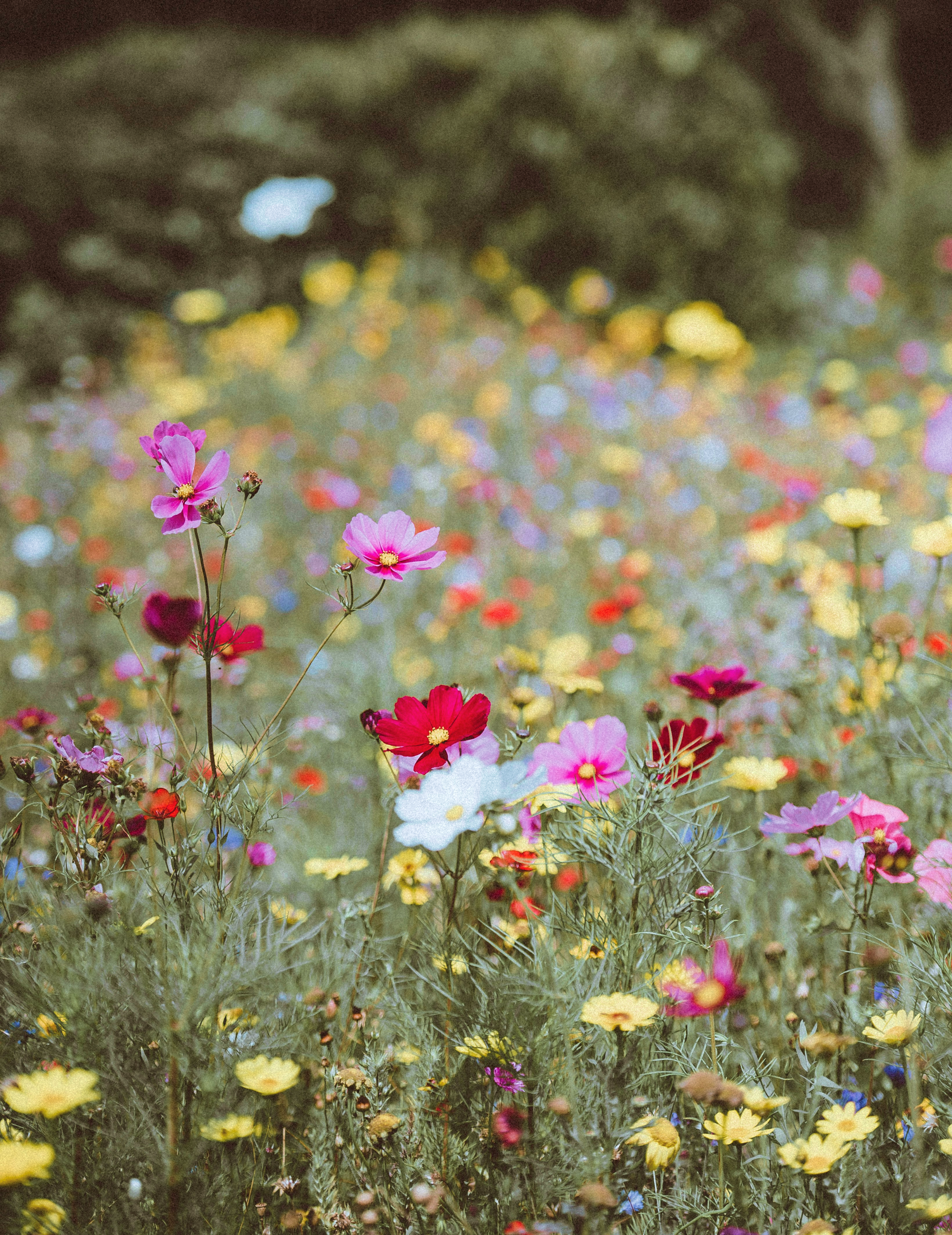 links to blog on How to preserve your own Flowers